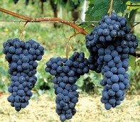 Uva barbera