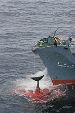 Antartico Caccia alle Belene 