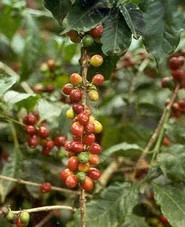 Pianta del caff�