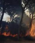 la pineta di castel fusano in fiamme