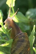 chiocciola