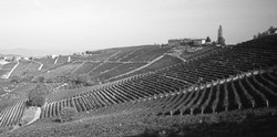 Le vigne piemontesi