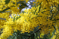 8 Marzo Festa della donna