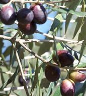 Weekend dell'olio