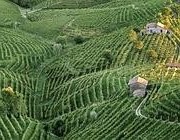 Vigneti del Prosecco