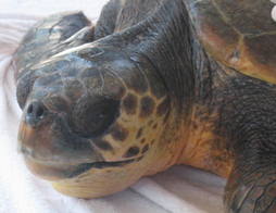 Caretta Caretta - Tartaruga Comune