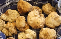 Tartufo di Gubbio