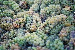 Trebbiano