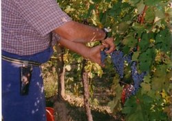 Vendemmia