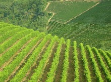 Vigneti