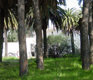 Fiumicino - Villa Guglielmi
